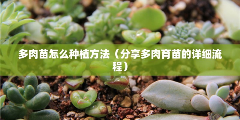 多肉苗怎么种植方法（分享多肉育苗的详细流程）