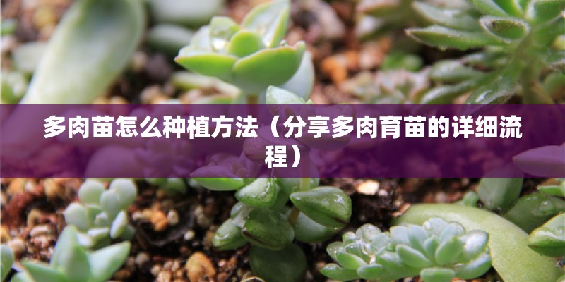 多肉苗怎么种植方法（分享多肉育苗的详细流程）