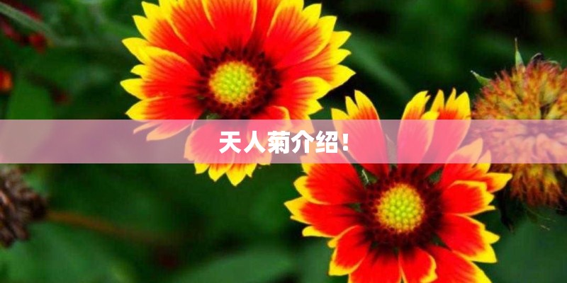 三种植物备注根茎叶