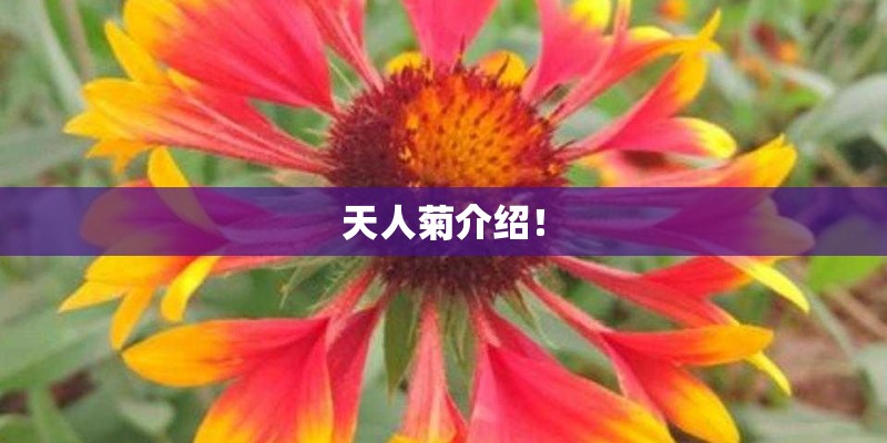 天人菊介绍！