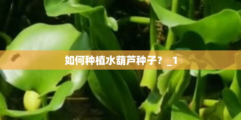 如何种植水葫芦种子？_1
