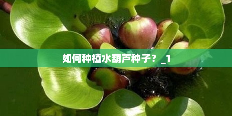 如何种植水葫芦种子？_1