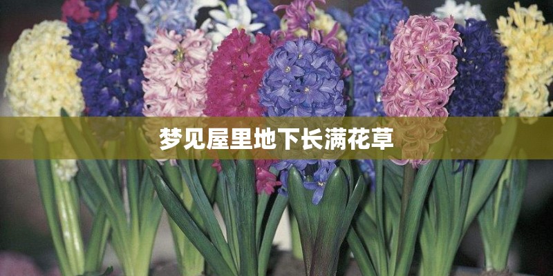 梦见屋里地下长满花草