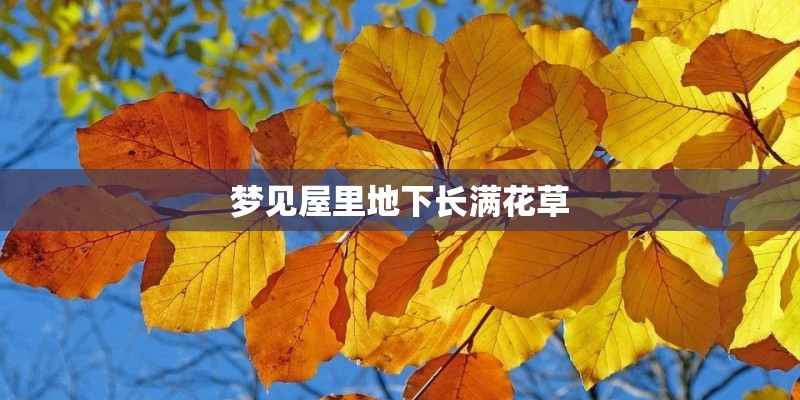 梦见屋里地下长满花草