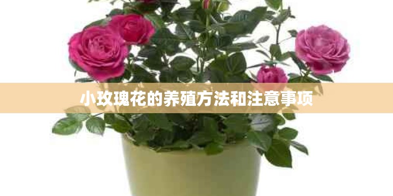 小玫瑰花的养殖方法和注意事项