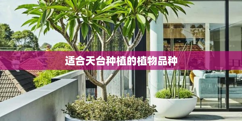 多肉苗怎么种植方法（分享多肉育苗的详细流程）