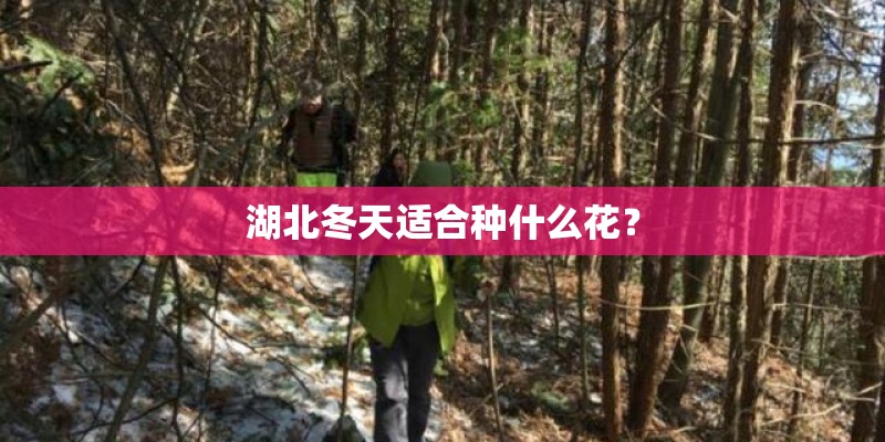 湖北冬天适合种什么花? 湖北冬天适合种什么花?