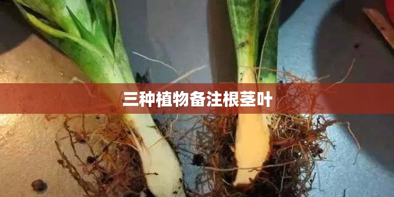 三种植物备注根茎叶