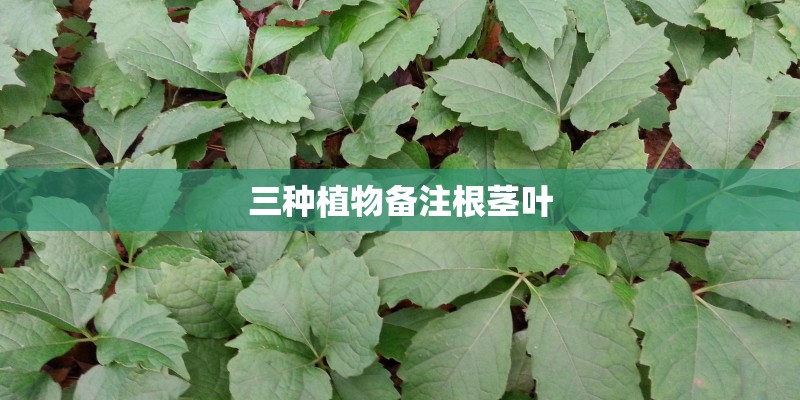 三种植物备注根茎叶