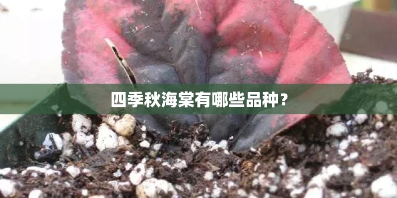 新款本田思域