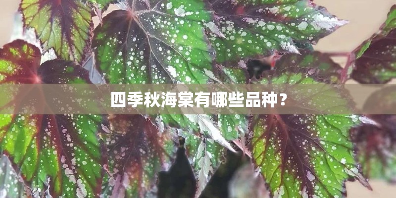 四季秋海棠有哪些品种？