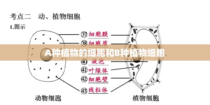 A种植物的细胞和B种植物细胞 A种植物的细胞和B种植物细胞