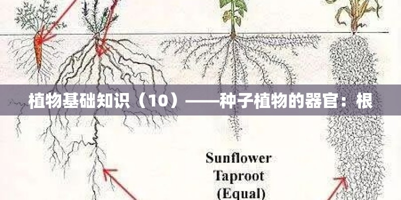 植物基础知识(10)——种子植物的器官:根 植物基础知识(10)——种子植物的器官:根