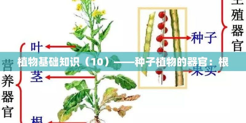 植物基础知识(10)——种子植物的器官:根 植物基础知识(10)——种子植物的器官:根