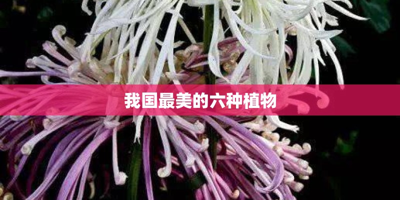 我国最美的六种植物