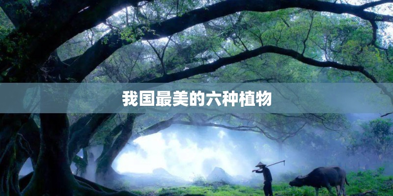 三种植物备注根茎叶