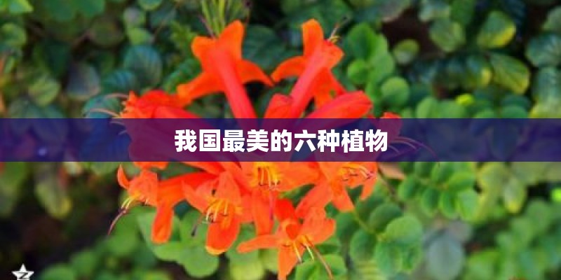 我国最美的六种植物