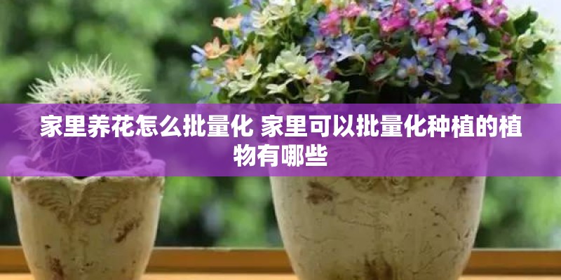 多肉苗怎么种植方法（分享多肉育苗的详细流程）