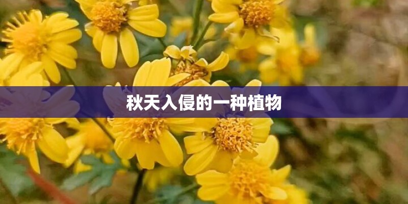 哪里的荷花最漂亮？