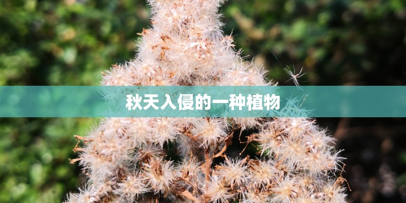 秋天入侵的一种植物 秋天入侵的一种植物