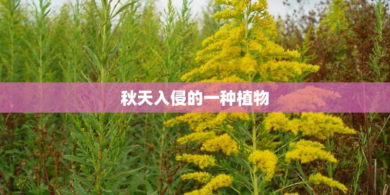 秋天入侵的一种植物 秋天入侵的一种植物