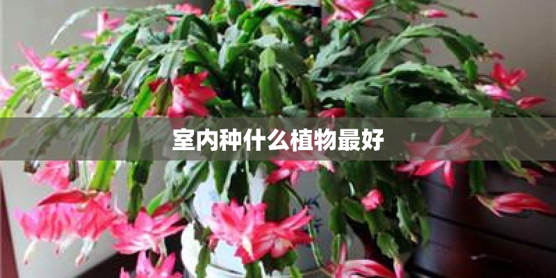 多肉苗怎么种植方法（分享多肉育苗的详细流程）
