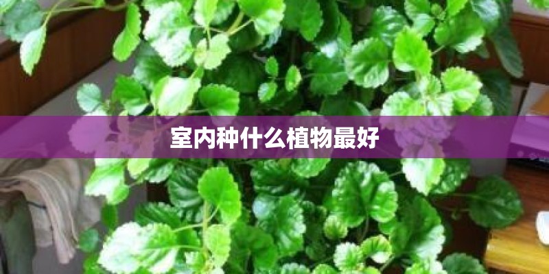 室内种什么植物最好
