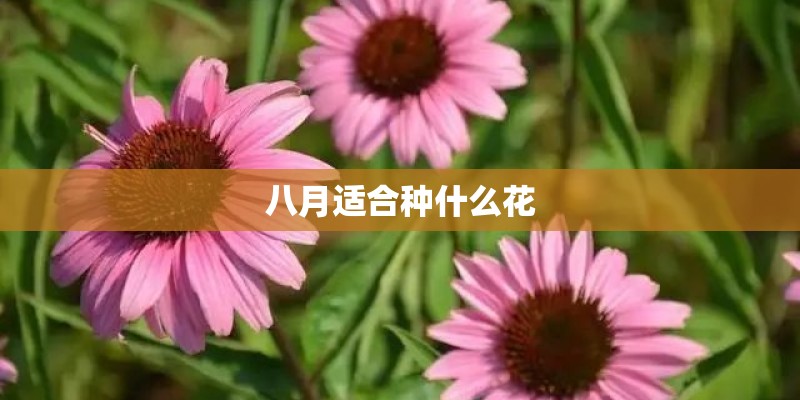 哪里的荷花最漂亮？
