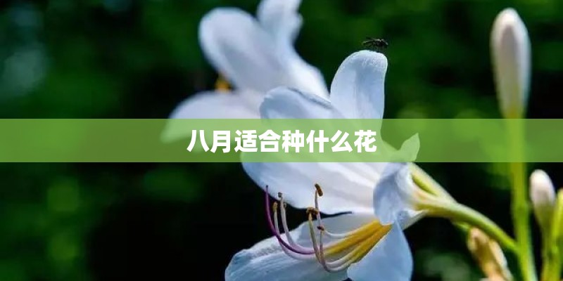 八月适合种什么花 八月适合种什么花