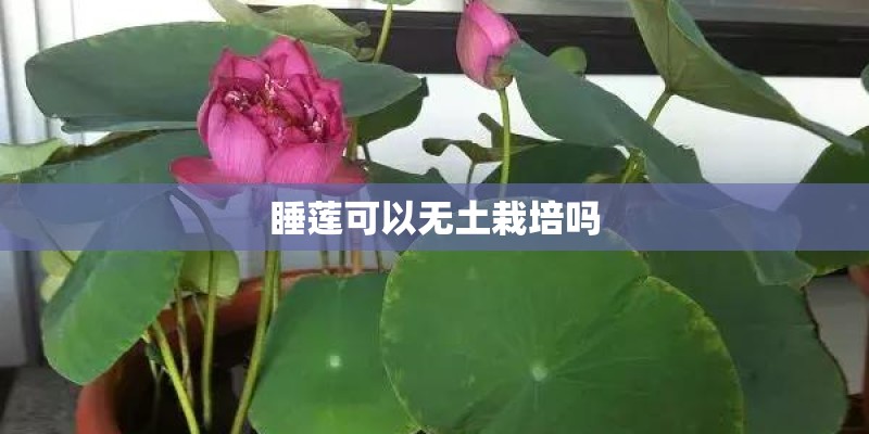 新款本田思域