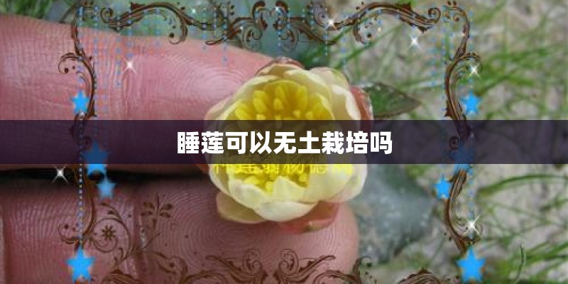 睡莲可以无土栽培吗