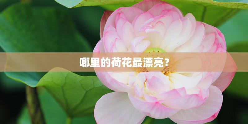 哪里的荷花最漂亮？