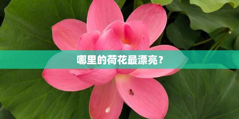 哪里的荷花最漂亮？