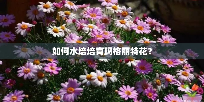 哪里的荷花最漂亮？