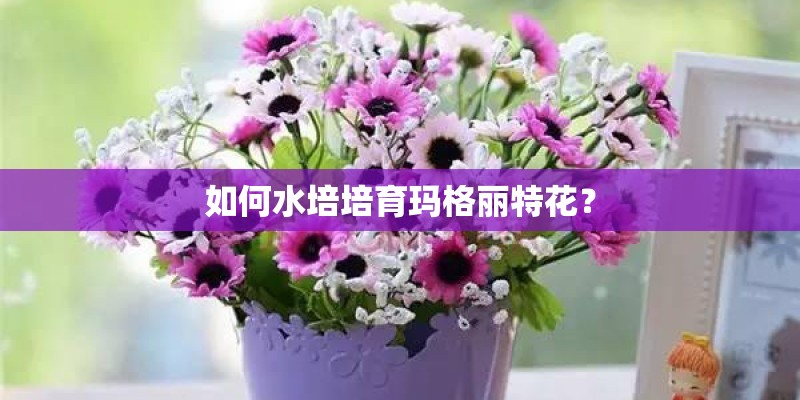 如何水培培育玛格丽特花？