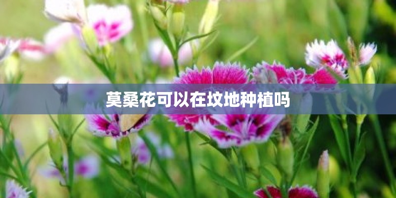 莫桑花可以在坟地种植吗 莫桑花可以在坟地种植吗