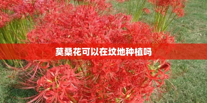 莫桑花可以在坟地种植吗 莫桑花可以在坟地种植吗