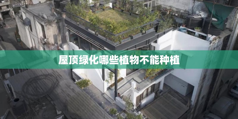 屋顶绿化哪些植物不能种植