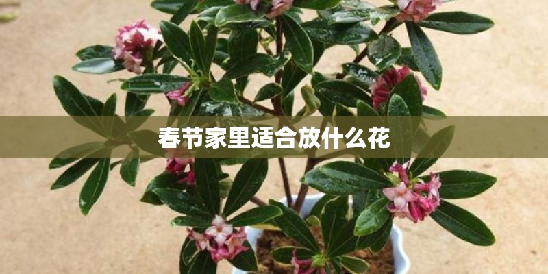 山东泰安哪里有雷克萨斯4S店_1