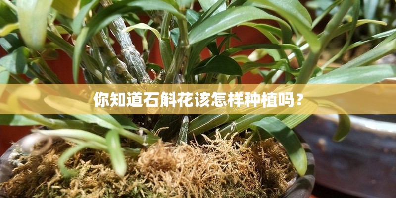 屋顶绿化哪些植物不能种植