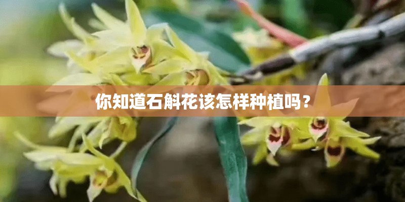 你知道石斛花该怎样种植吗？