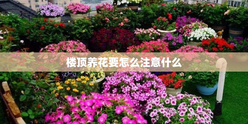 楼顶养花要怎么注意什么
