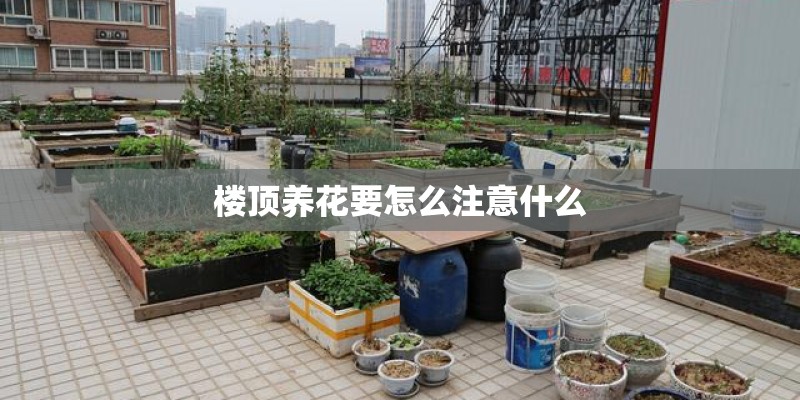 楼顶养花要怎么注意什么