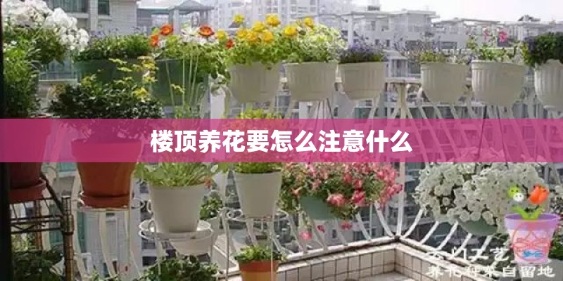 楼顶养花要怎么注意什么