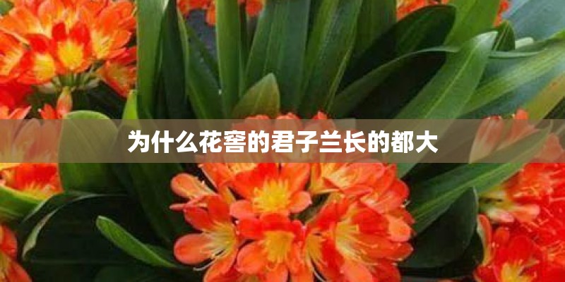 为什么花窖的君子兰长的都大