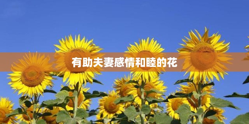 有助夫妻感情和睦的花