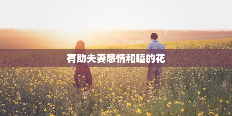 有助夫妻感情和睦的花