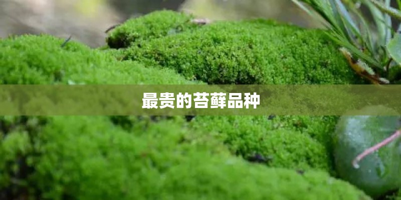最贵的苔藓品种