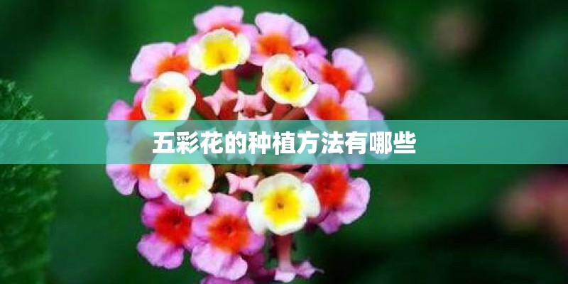 五彩花的种植方法有哪些