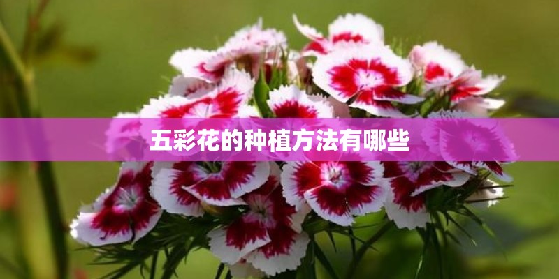 五彩花的种植方法有哪些